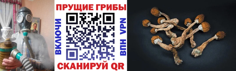 Галлюциногенные грибы ЛСД  Купить закладки  Красноуральск 